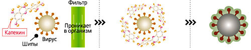 Антивирусный Катехиновый фильтр